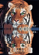 Tigre reflet